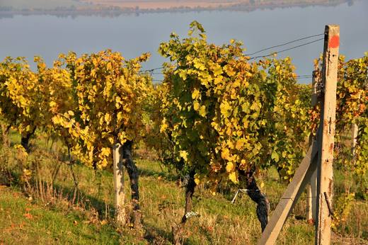 Vinice nad Pavlovem