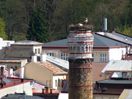 Trutnov - čápi na komíně v pivovaru