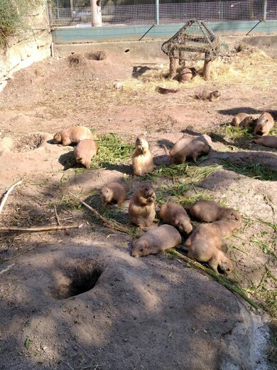 Výběh v zoo Hluboká nad Vltavou