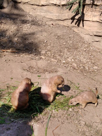 V zoo Hluboká nad Vltavou