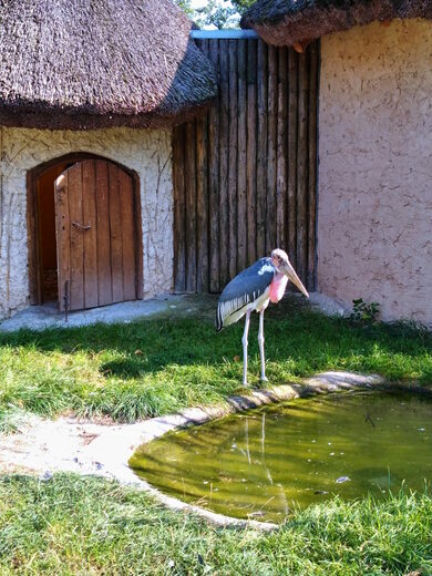 Zoo Hluboká nad Vltavou