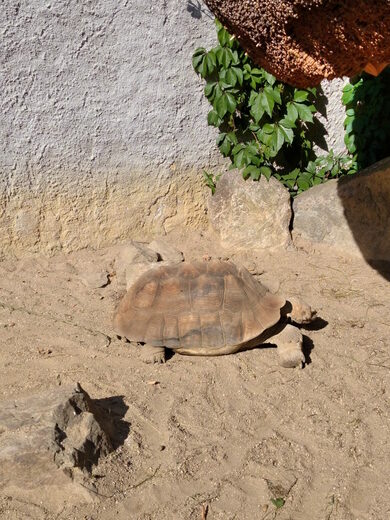 Želva v zoologické zahradě Hluboká nad Vltavou