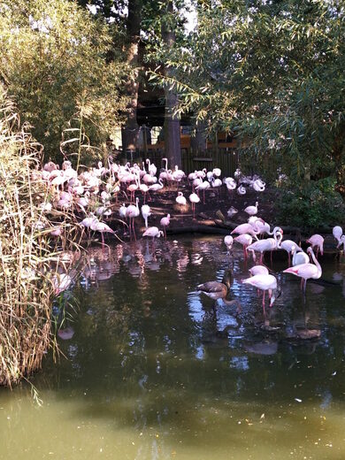 V zoologické zahradě Hluboká nad Vltavou